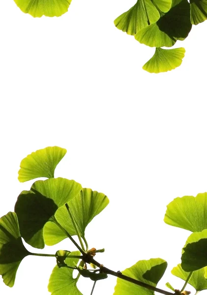 Ginkgo biloba yaprakları — Stok fotoğraf