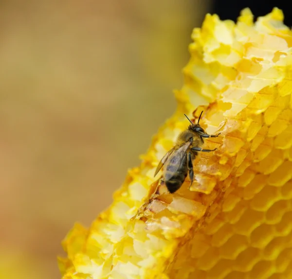 Пчела на золотой соте — стоковое фото