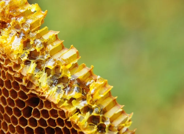 Rebanada de panal con miel — Foto de Stock