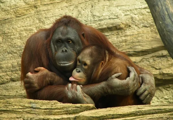 Vtipné orangutangs — Stock fotografie