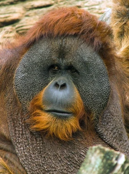 Orangutan — Stok Foto