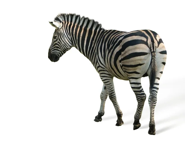 stock image Zebra grevi isolated