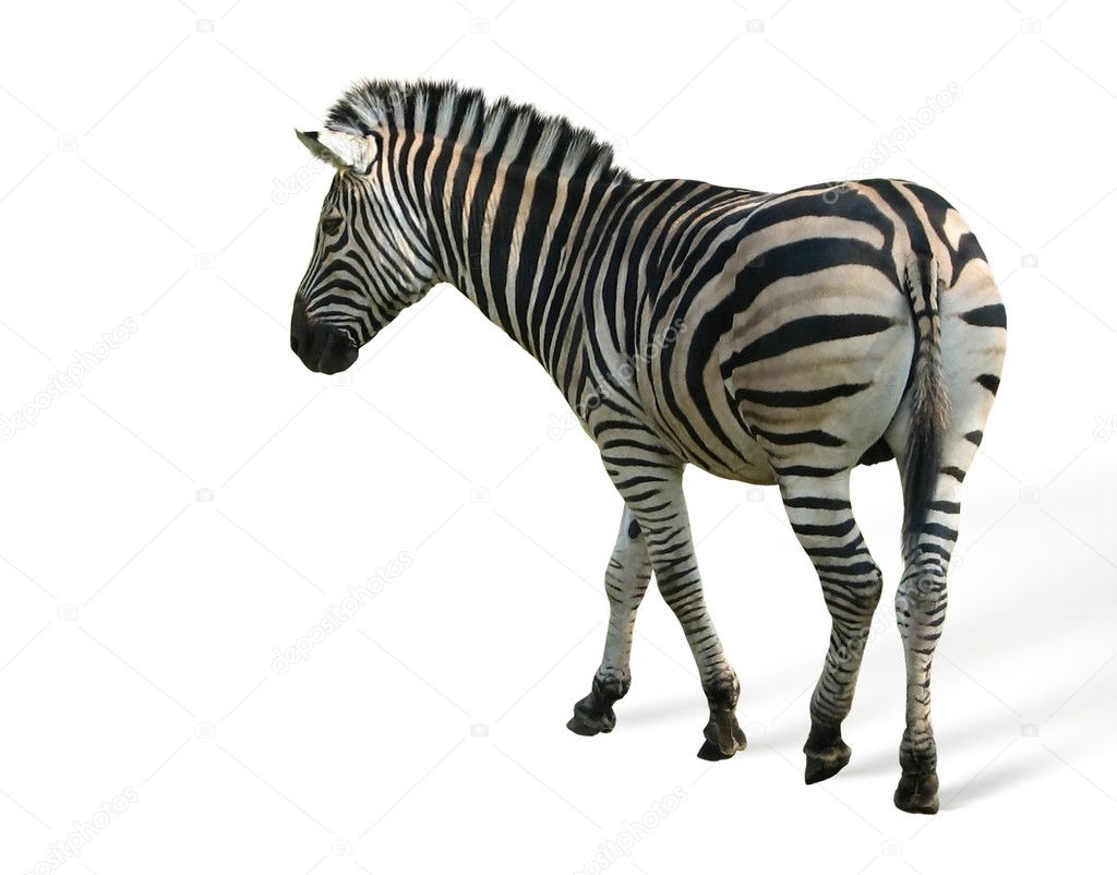 Zebra grevi isolated