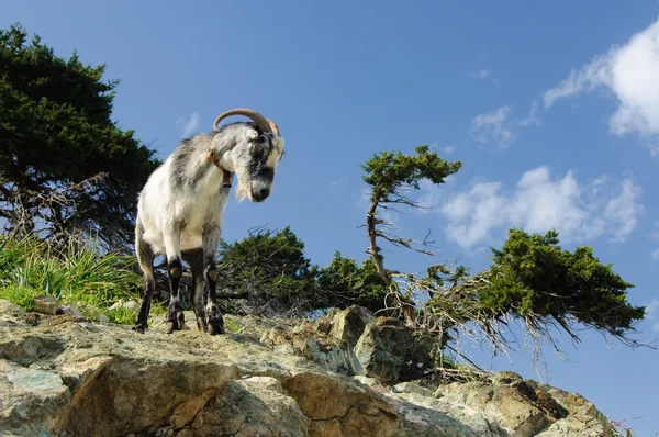 Wild goat on a cliff Stock Photo