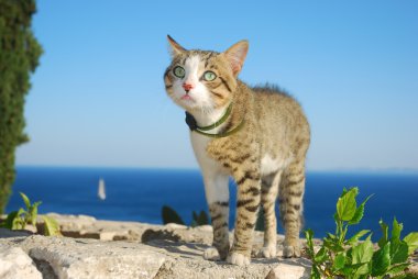 The cat on vacation clipart