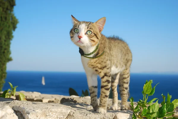 A macska a nyaralás Jogdíjmentes Stock Képek