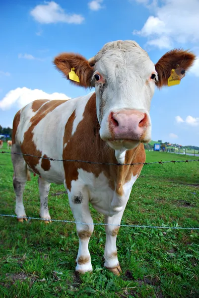 Αγελάδα που στηρίζεται σε πράσινο γρασίδι Εικόνα Αρχείου