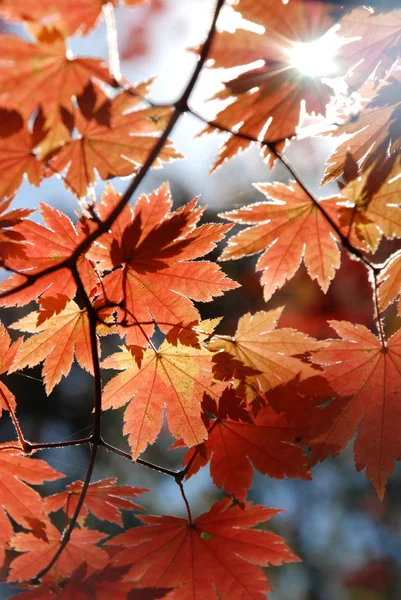 Red ο σφένδαμνος, φθινόπωρο — Φωτογραφία Αρχείου