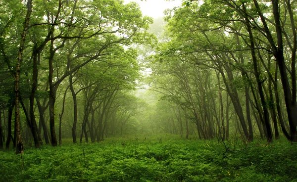 Містичний шлях ліс — стокове фото
