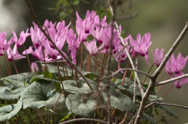 Cyclamens