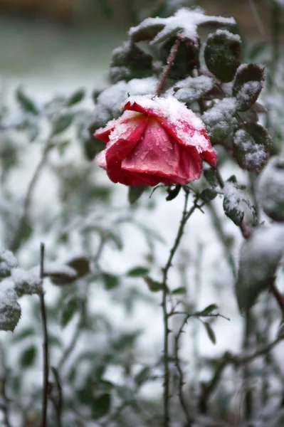 stock image Rose in the snow