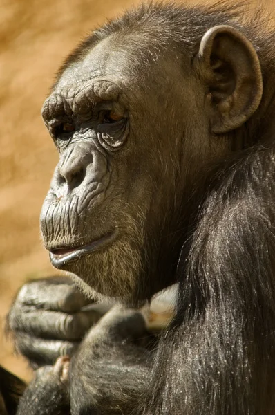 Szympans — Zdjęcie stockowe