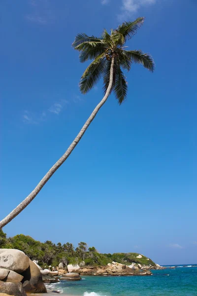 Palm. Caribisch strand met tropische voorgrond — Stockfoto
