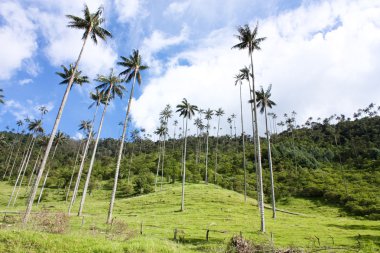 Cocora walley and wax palm clipart