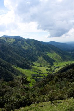 cocora vadi, and Kolombiya