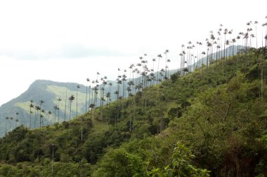 Cocora walley and wax palm clipart