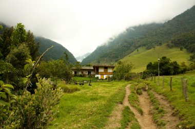 Cocora Valley clipart