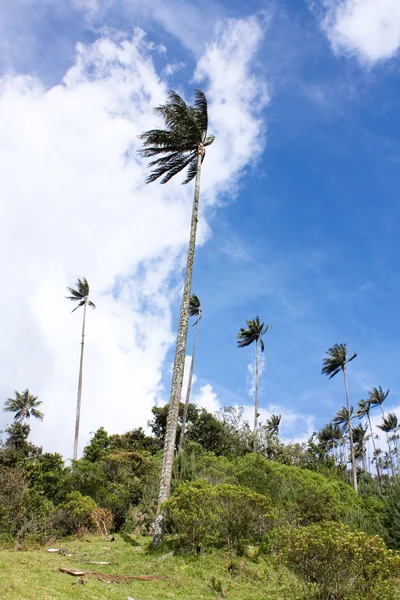 Cocora walley és viasz palm — Stock Fotó