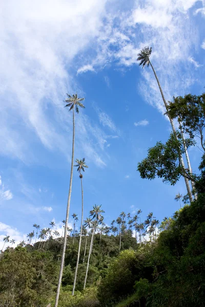 Cocora walley and wax palm — Stock Photo, Image