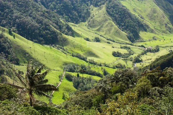 Cocora walley and wax palm — Stock Photo, Image