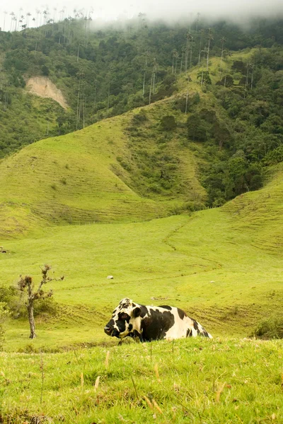 Vache dans la vallée de Cocora — Photo