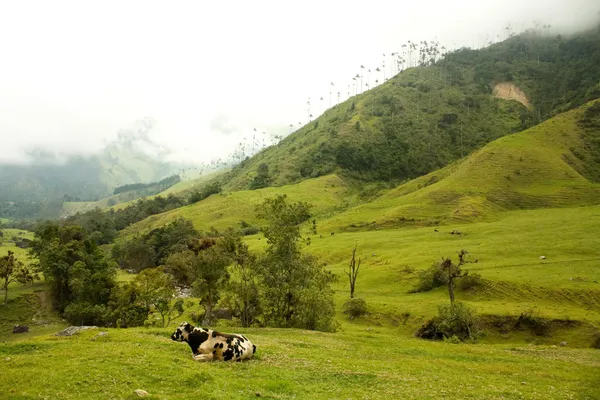 Koe in cocora vallei — Stockfoto