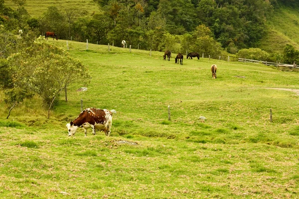 Cow in Cocora Valley — Stock Photo, Image