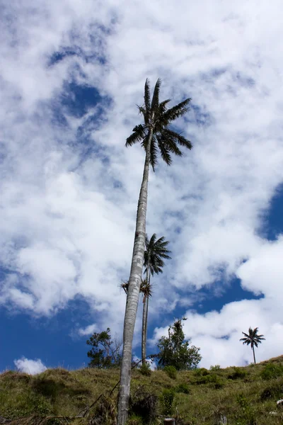Cocora walley och vax palm — Stockfoto