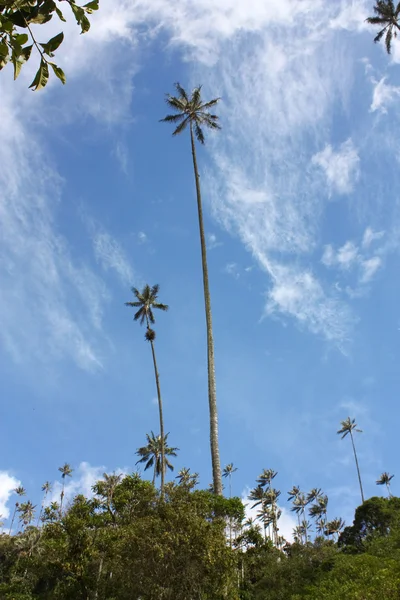 Cocora Kabata en wax palm — Stockfoto
