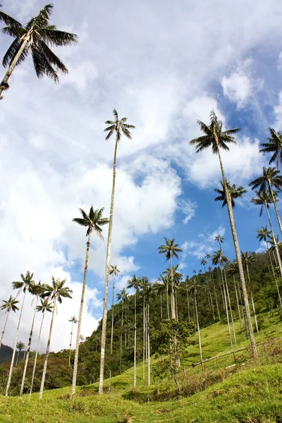 Cocora walley e palma de cera — Fotografia de Stock