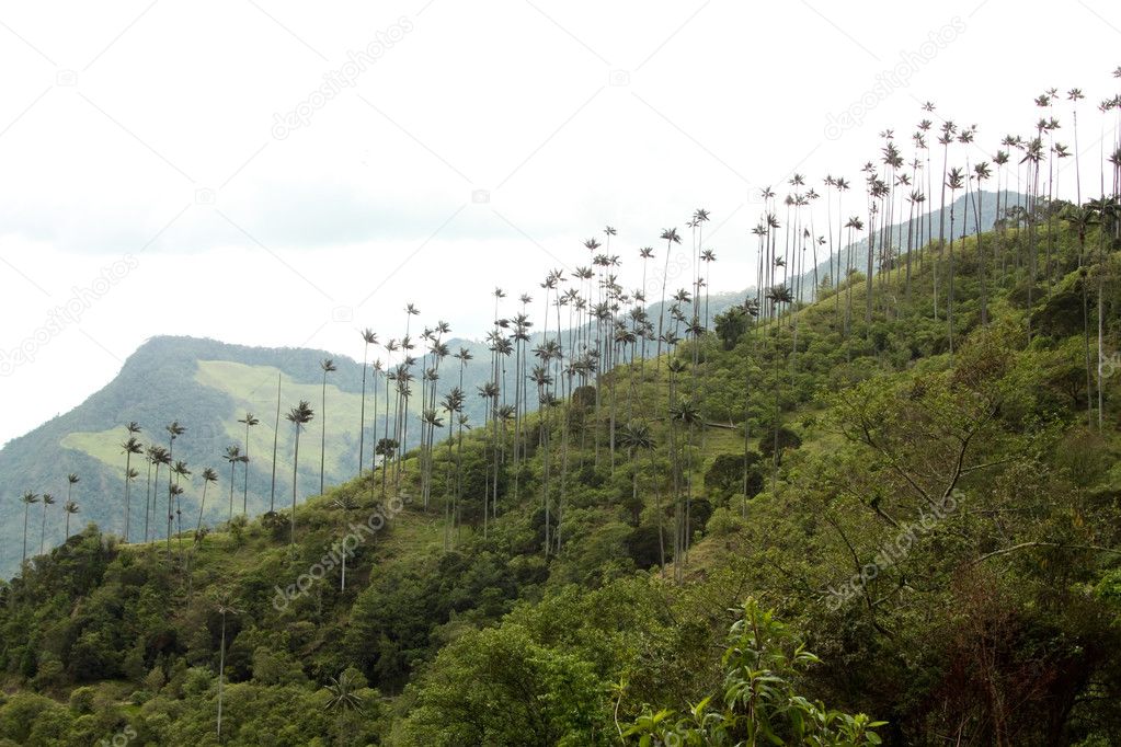 Cocora walley and wax palm