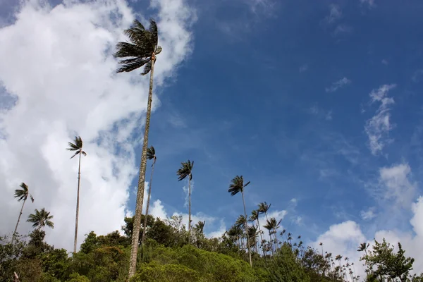 Wosk palmowy — Zdjęcie stockowe