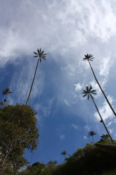 La vallée de Cocora et le palmier à cire — Photo