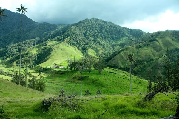Cocora долини, Анд Колумбії Стокове Фото