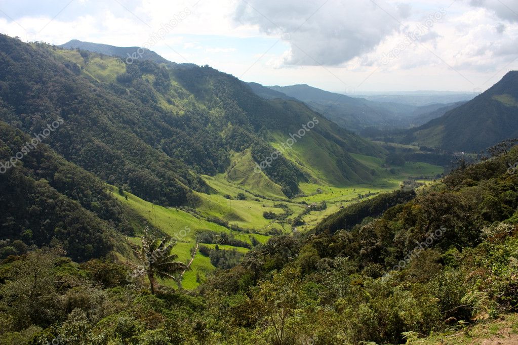 Cocora valley
