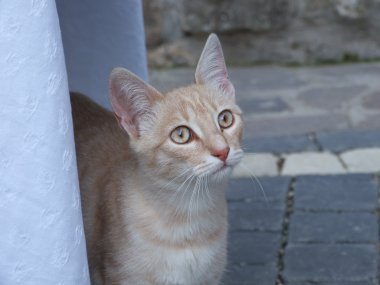 kedi arıyorum