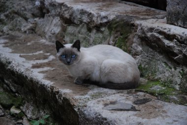 kedi arıyorum