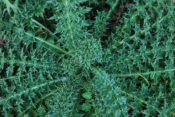 stock image Green thorny plant