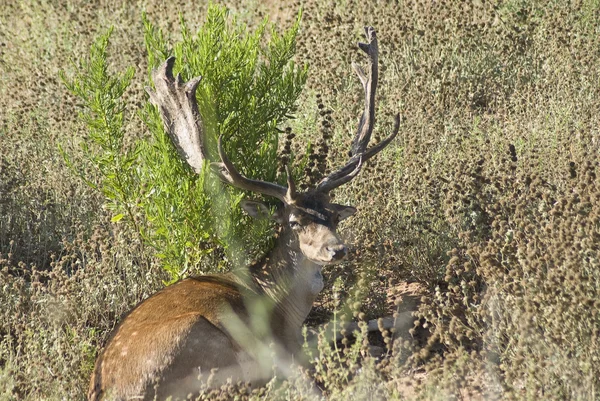 Mężczyzna jelenia — Zdjęcie stockowe