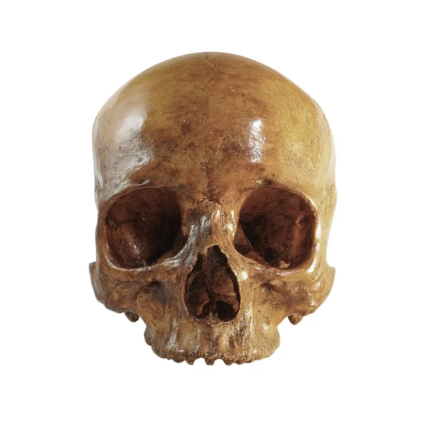 stock image Skull