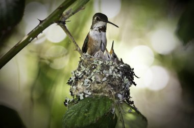 Which baby rufous should I feed?? clipart