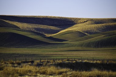 Winter wheat on the rolling hills clipart