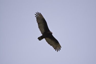 High flying Turkey Vulture. clipart