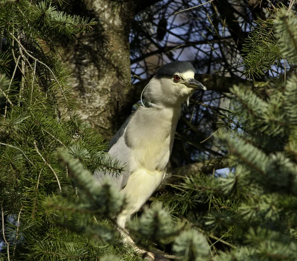 Night Heron in Pine tree — Stock Photo, Image