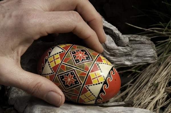 Egg i hånden – stockfoto