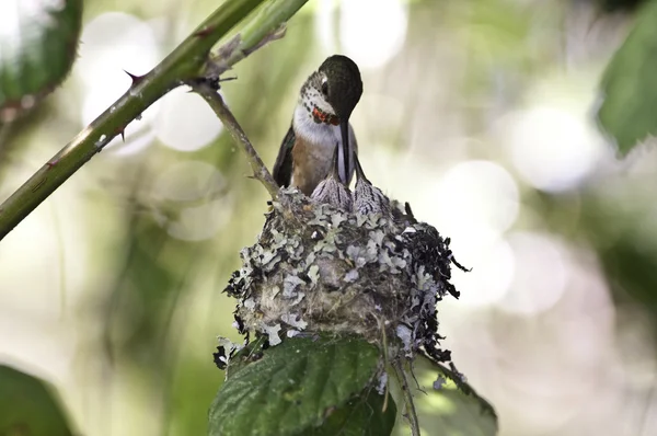Baby rufous looking up mothers — Stock Photo, Image