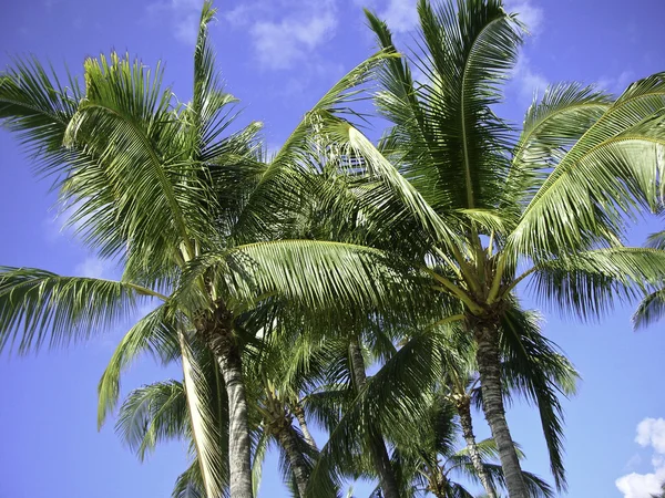 stock image Blue sky Palms