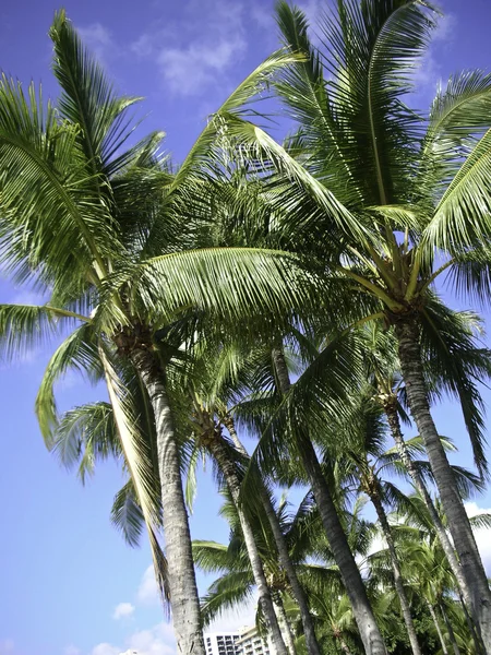 stock image Tall Palm Trees