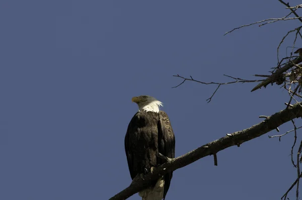 Águila en rama —  Fotos de Stock