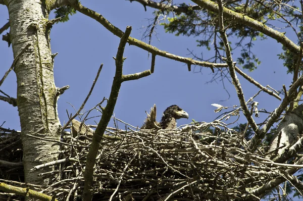 Baby Eaglet — Stock Photo, Image